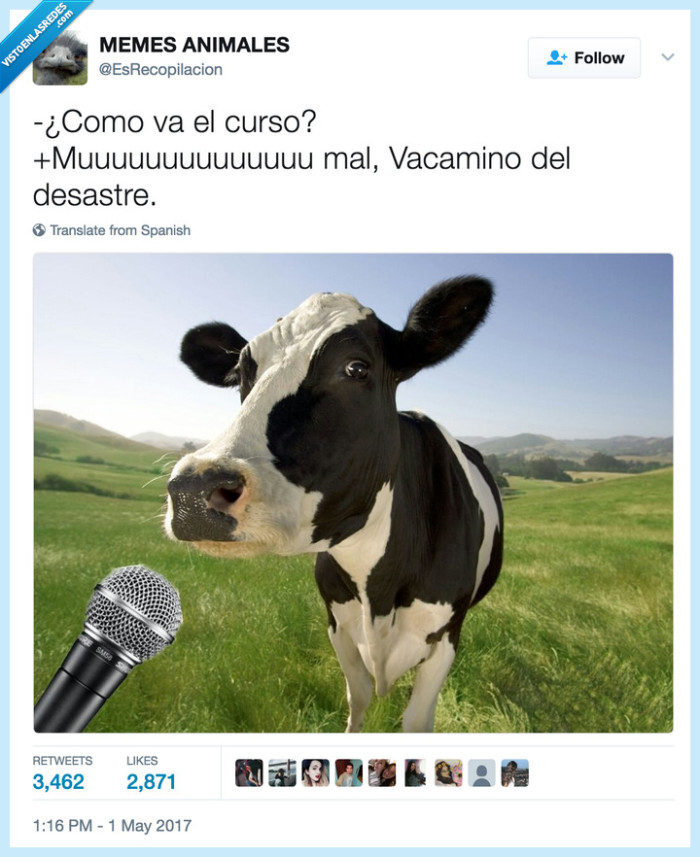 vaca,animales,chistaco