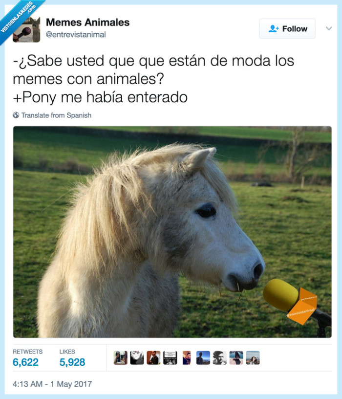 animales,pony