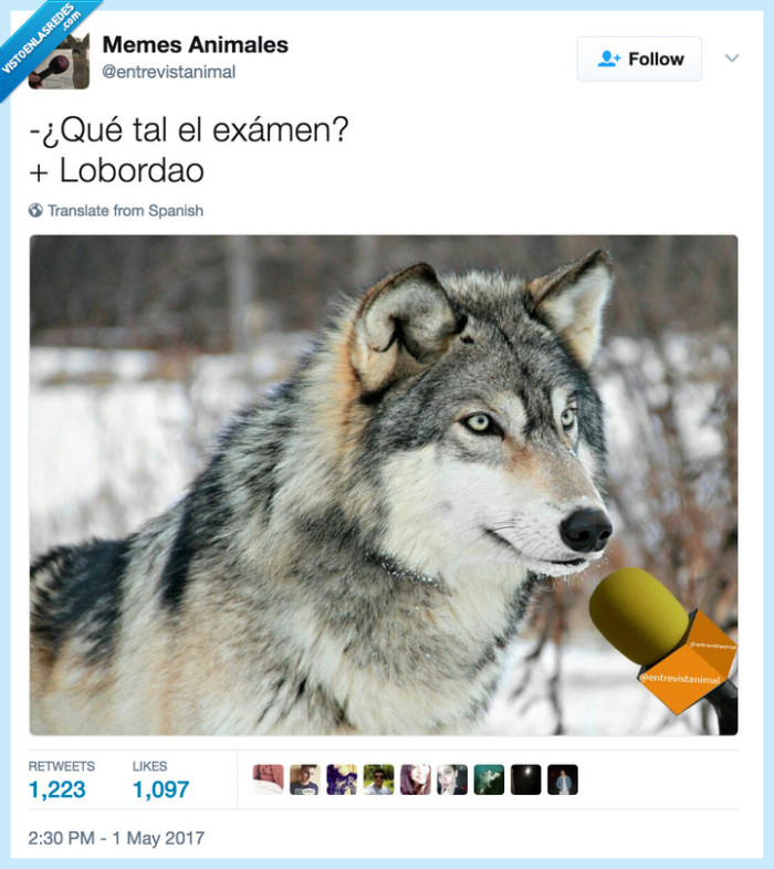 lobo,animales,chistaco