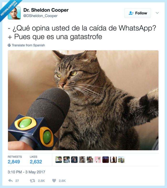 gatástrofe,animales,whatsapp,caída
