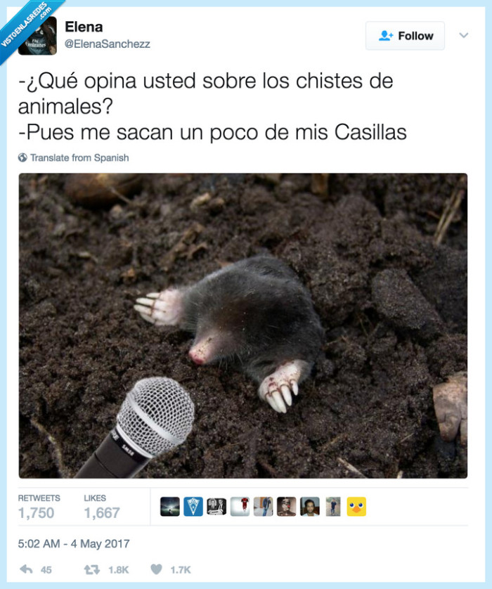animales,chistacos,casillas,topo