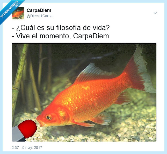 Carpa,Microfono,memedemoda,memeanimales,CarpeDiem