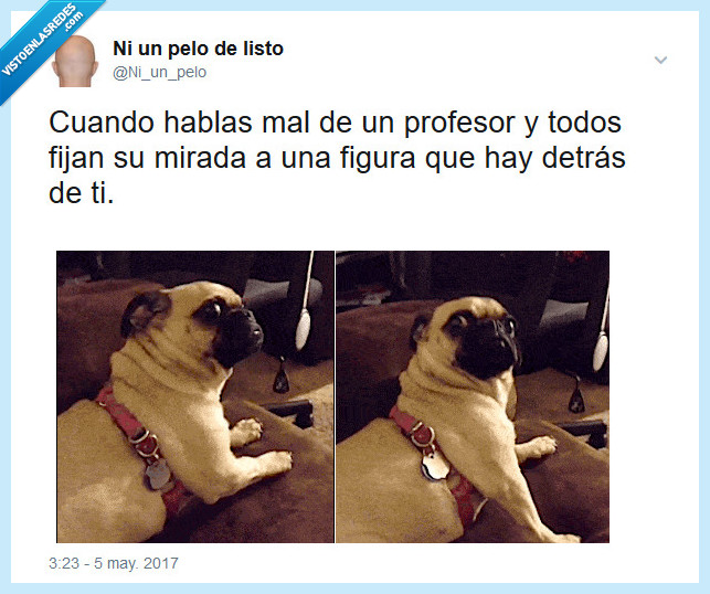 hablar,mal,profesor,perro