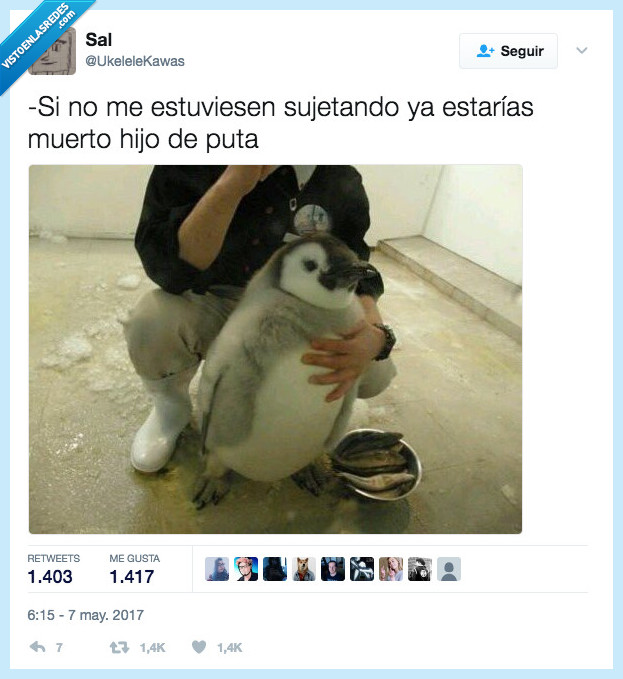 pingüino,reventar,humano