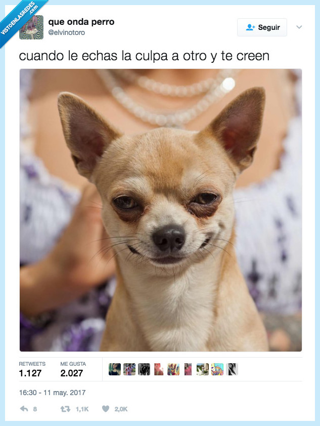 perro,cara,poner