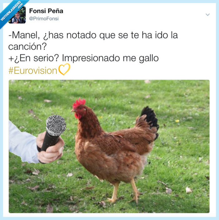 Manel,eurovision,gallo,gallovisión,animales,spain,españa