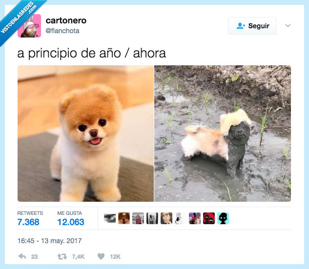 perro,2017