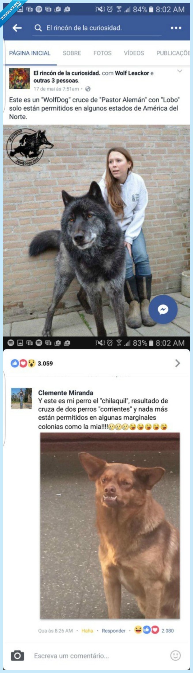 perro,chilaquil,feo