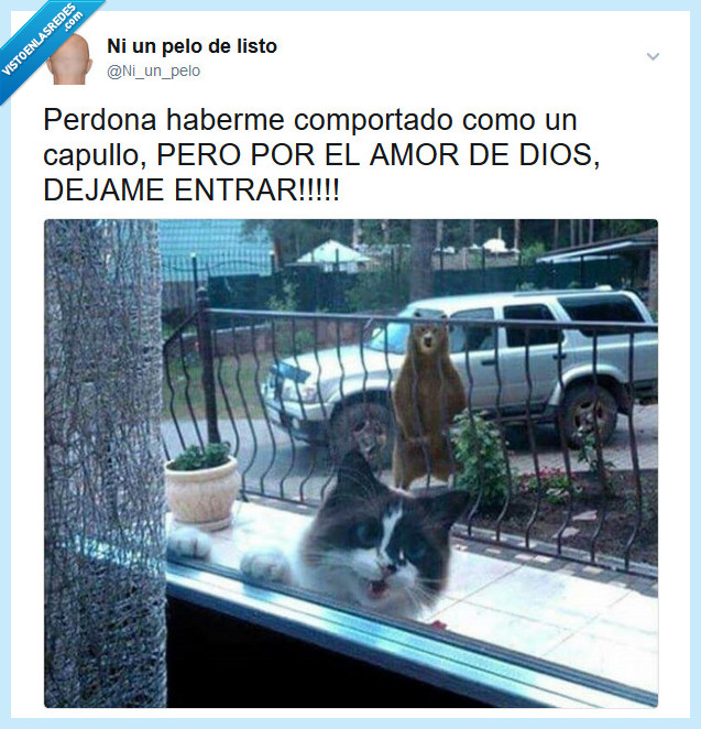 gato,oso,entrar,capullo