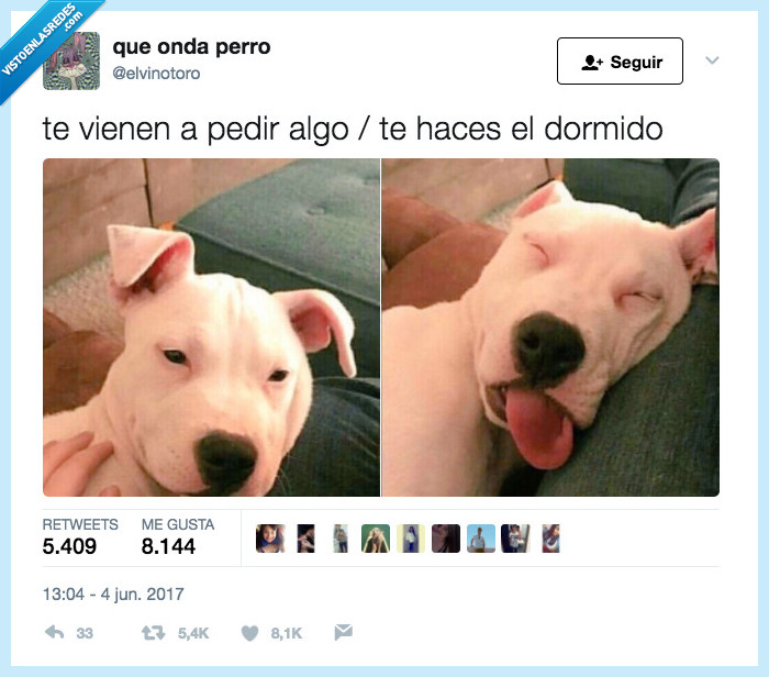 dormir,perro,inter&eacute;s