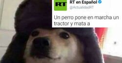 Enlace a El espíritu comunista se apodera de un perro que nos deja la noticia bizarra del día, por @AndresRub