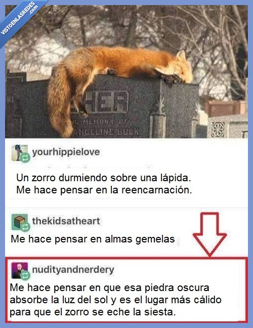 zorro,lápida,dormir,Pinterest