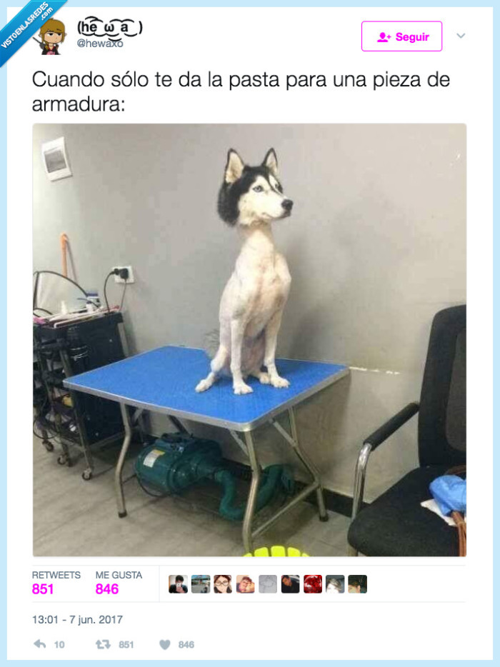 perro,afeitar,cabeza,armadura,juego