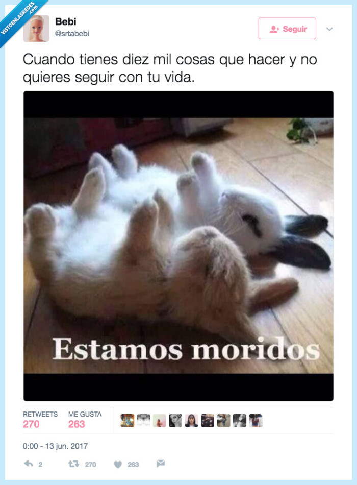 vida,conejos,hacer,nada