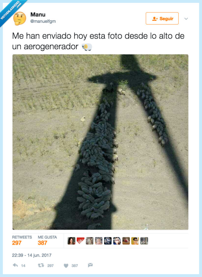 ovejas,calor,infernal