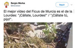 Enlace a Se cae el Ficus Milenario en Murcia y este matrimonio murciano lo graba con movidote incluido