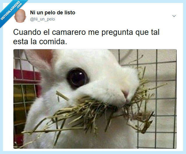 conejo,camarero,comida