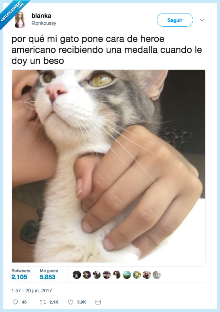 gato,héroe,americano