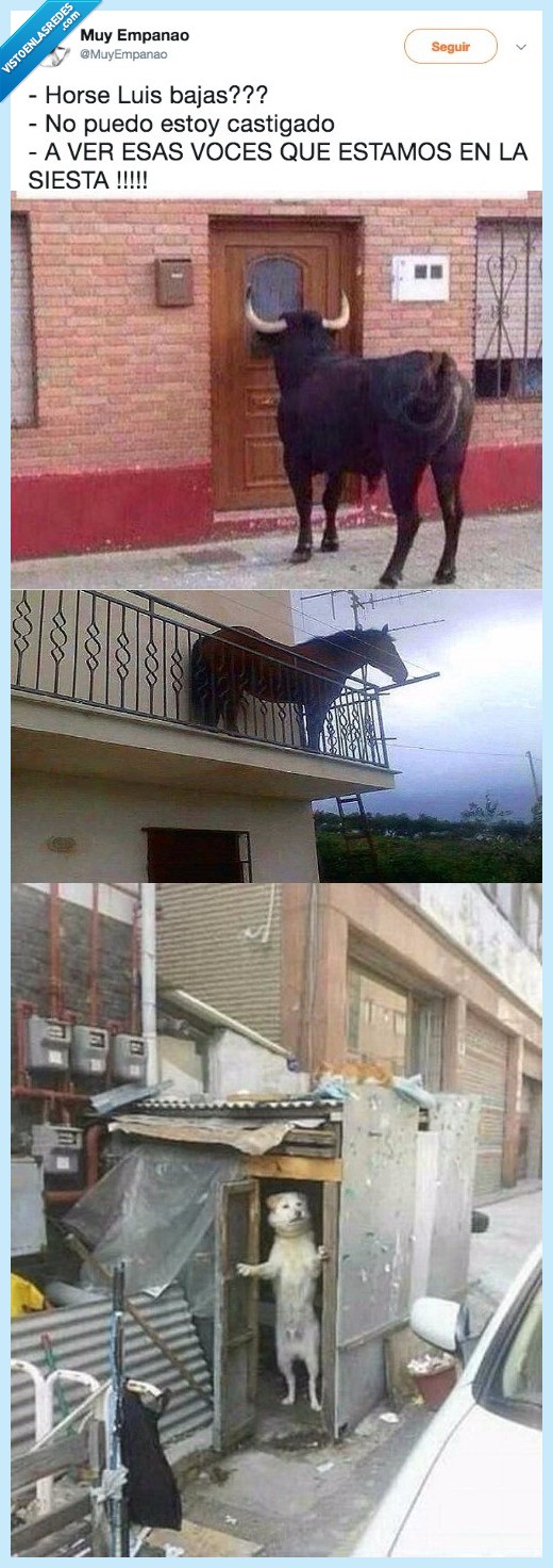 Absurdo,meme,perro,horse luis
