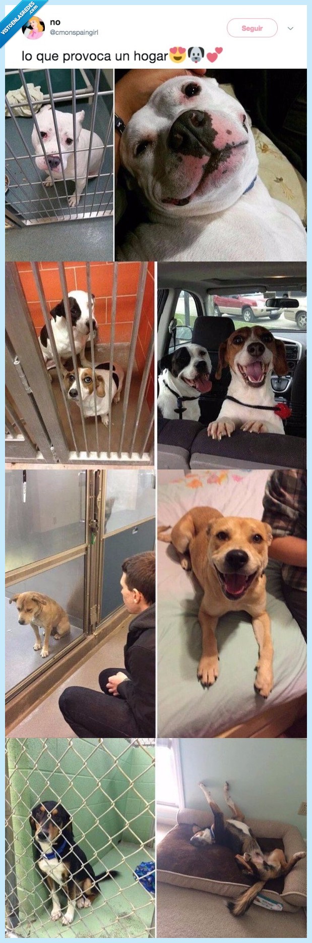 perro,adoptar,siempre