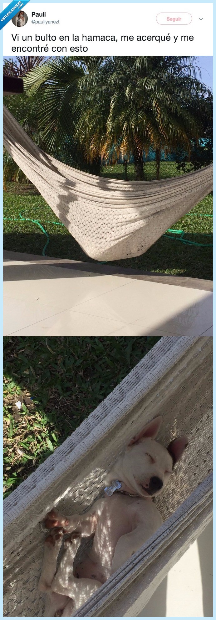 perro,hamaca,bulto
