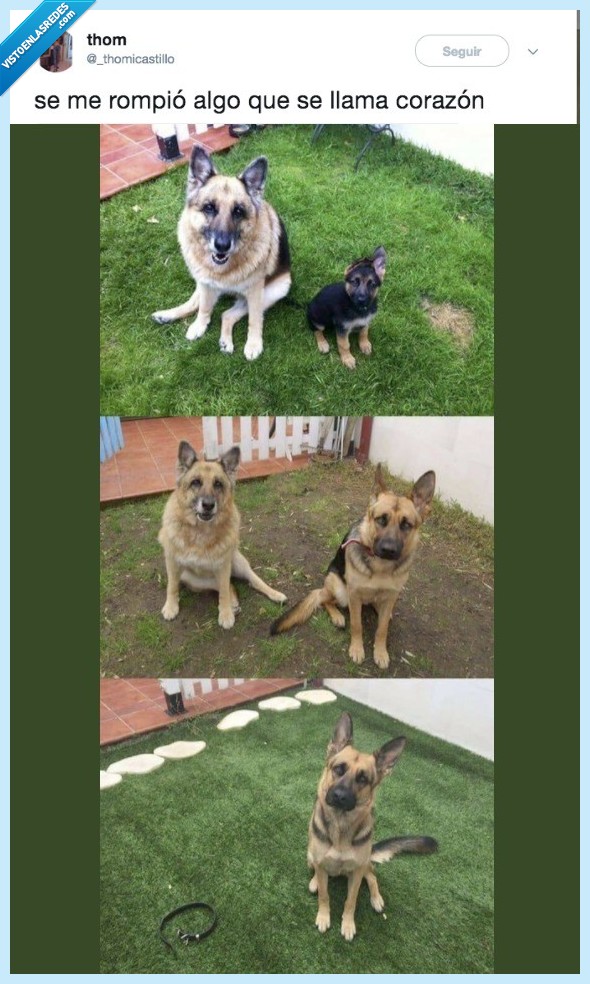 perro,partir,corazón