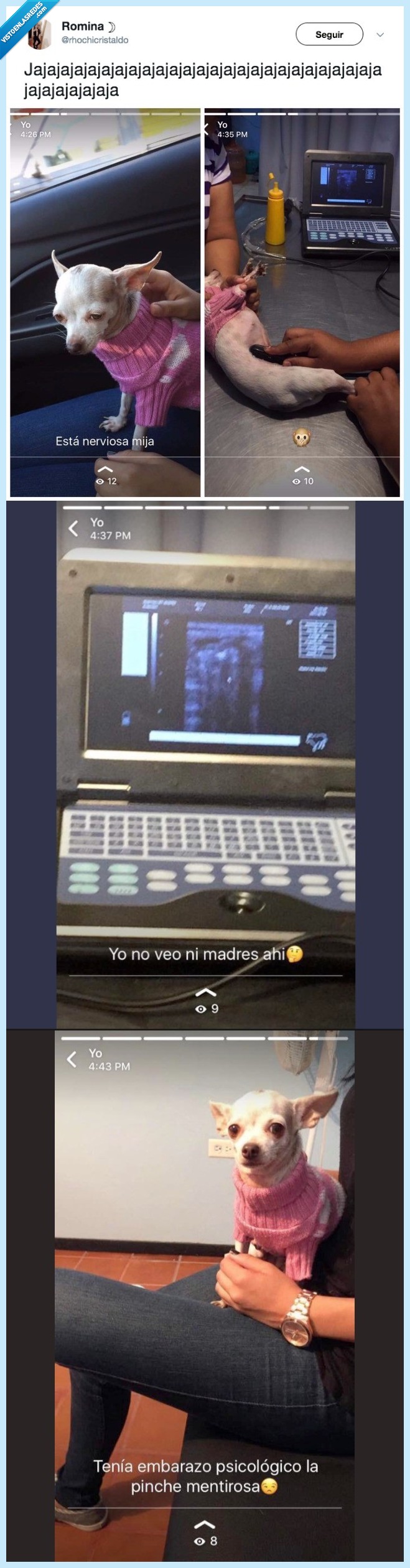 perro,embarazo,chihuahua