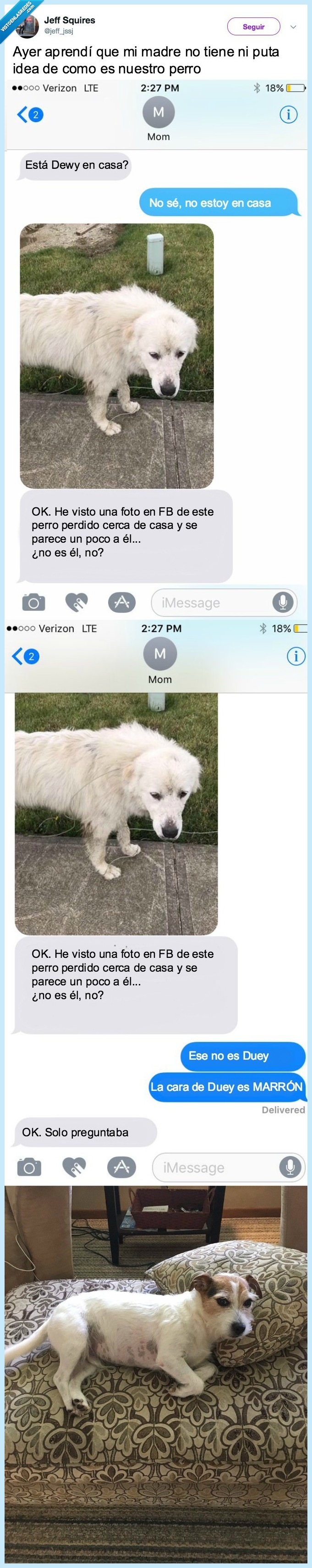 madre,perro,perder,realidad