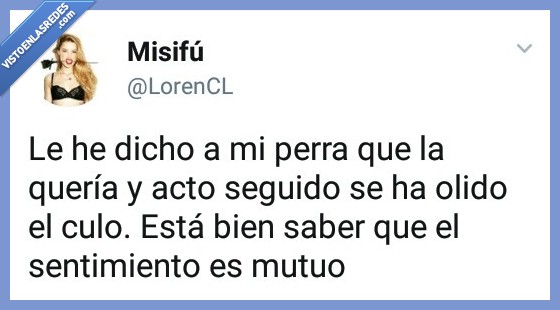 amor perruno,perra,querer