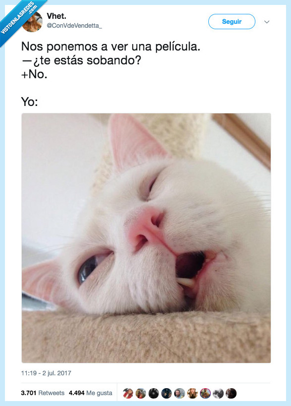 gato,dormir,película