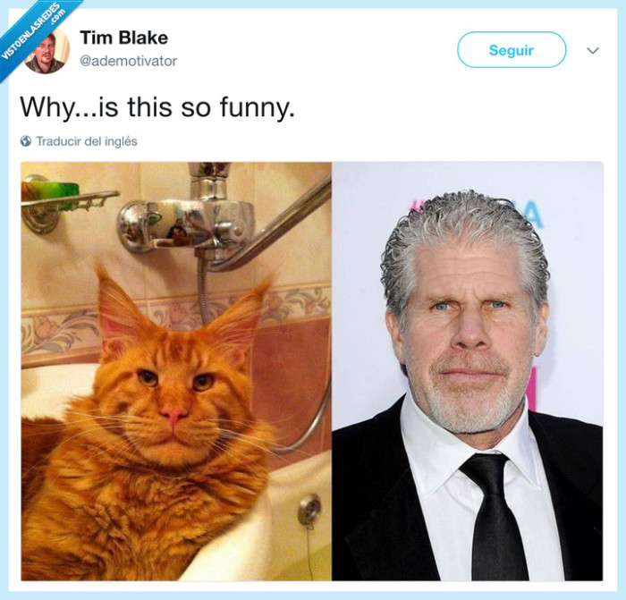 Ron Perlman,gato,parecidos razonables