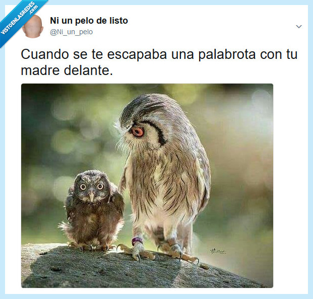 buho,palabrota,madre