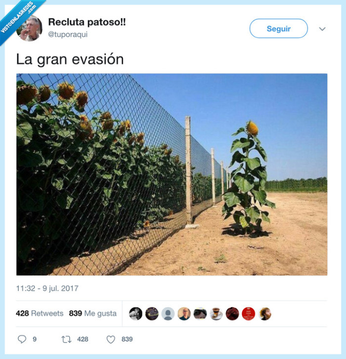 arbusto,rejas,evasión