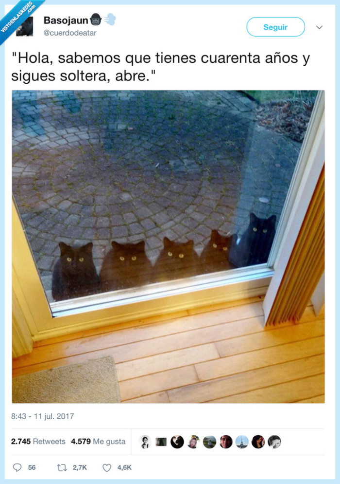 gatos,loca de los gatos