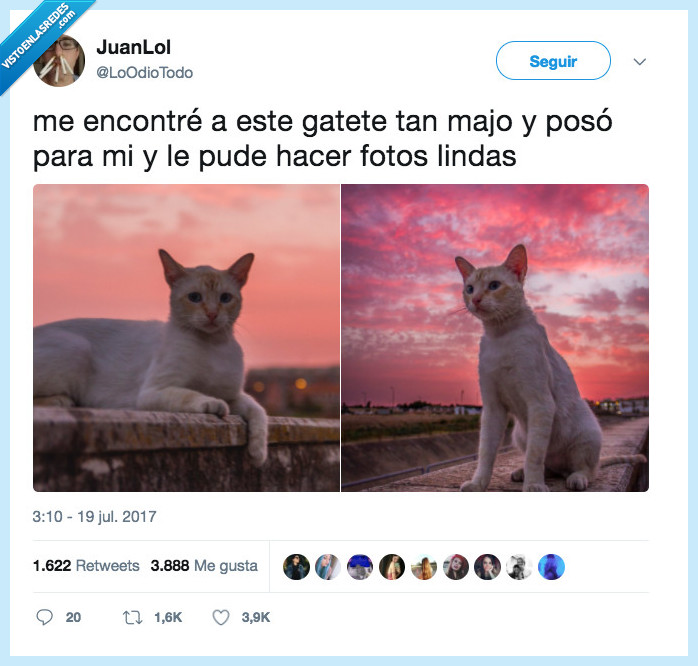 gato,posar,fotos,chulas