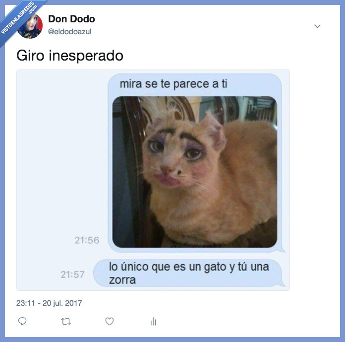 gato,giro inesperado