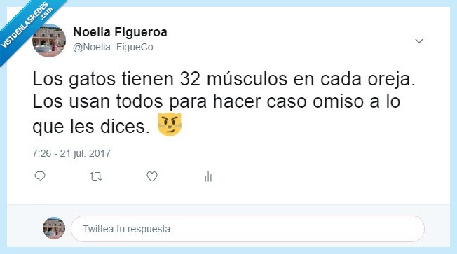 Gatos,oír,músculos,control,dueños,caso