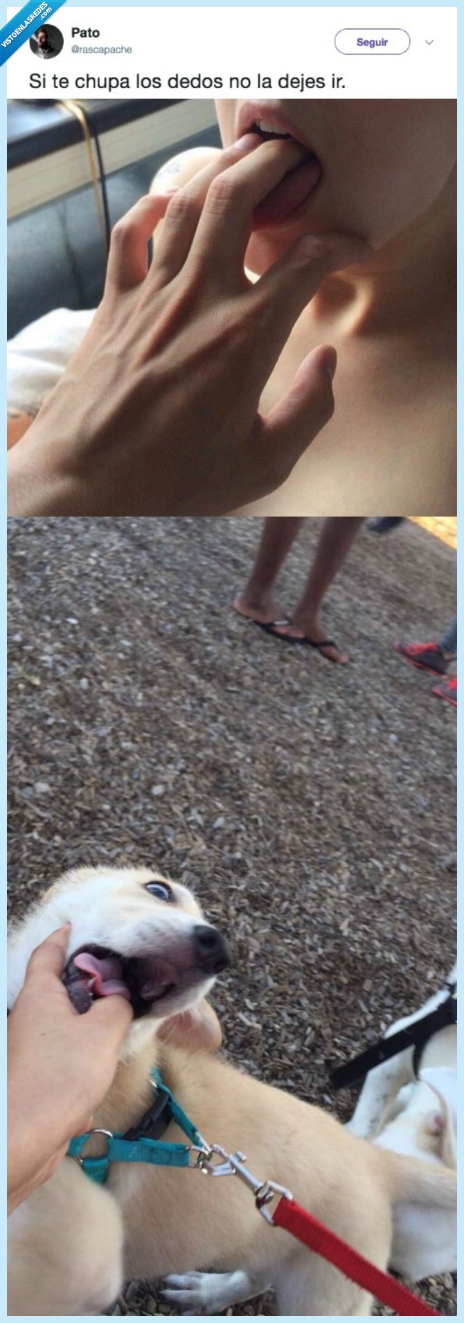 perro,quedar,broma,mala