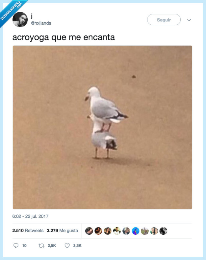 gaviota,acroyoga,encantar