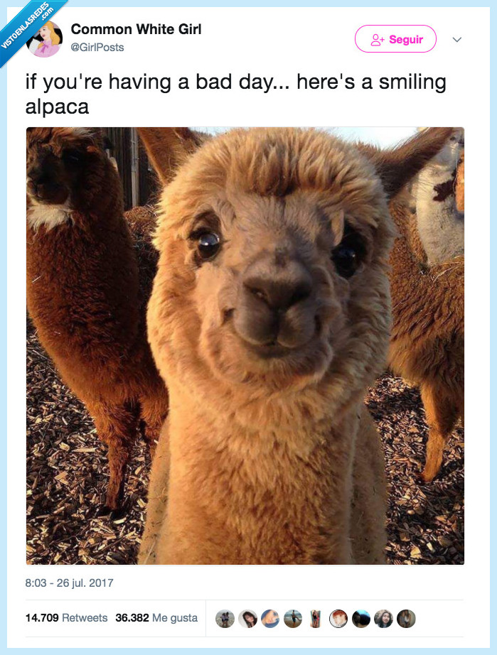 alpaca feliz,viernes