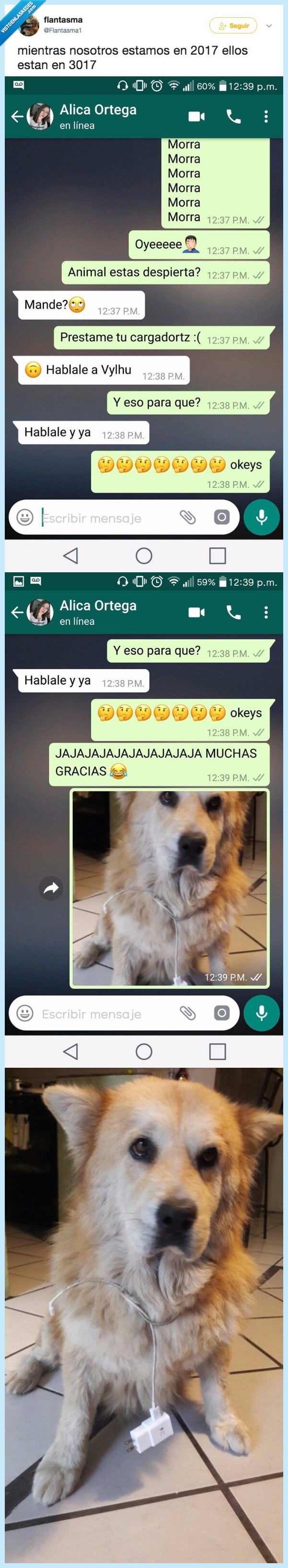 perro,cargador,cable,hermano