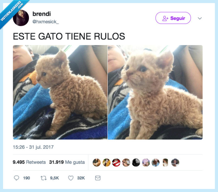 gato,rizos,permanente