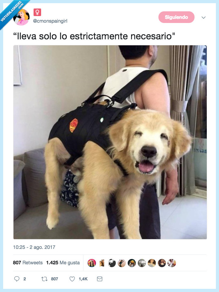 perro,mono,llevar,felicidad