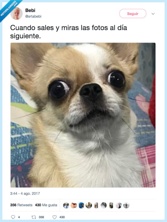 perro,fotos,días