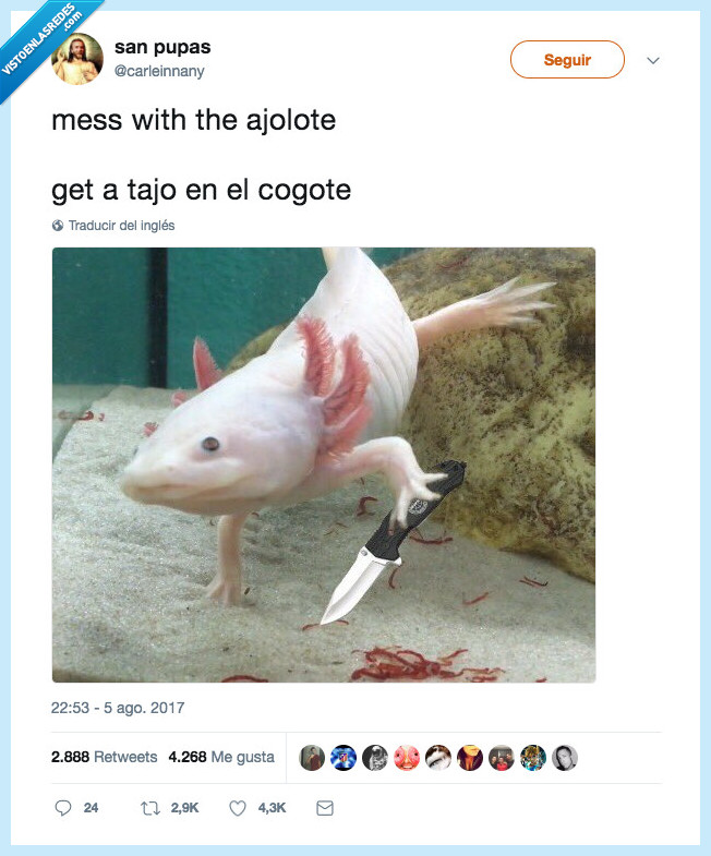 ajolote,cabrear,malo