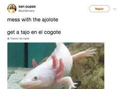 Enlace a No cabrear al ajolote, por @carleinnany