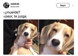 Enlace a El perro acusador, por @satxn666