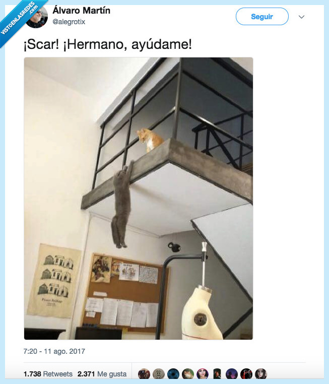 gato,versión,rey eon