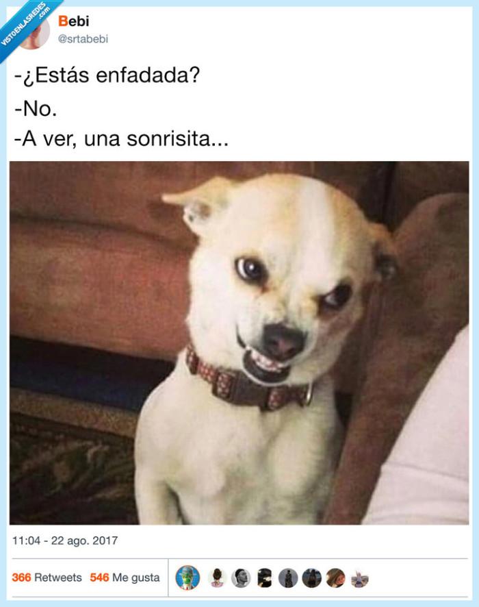 chiuaua loco,sonrisa,enfadar