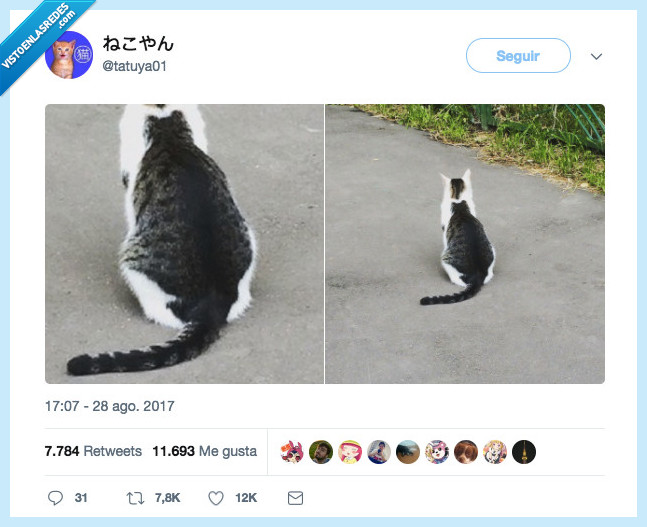 gato,ilusión,óptica